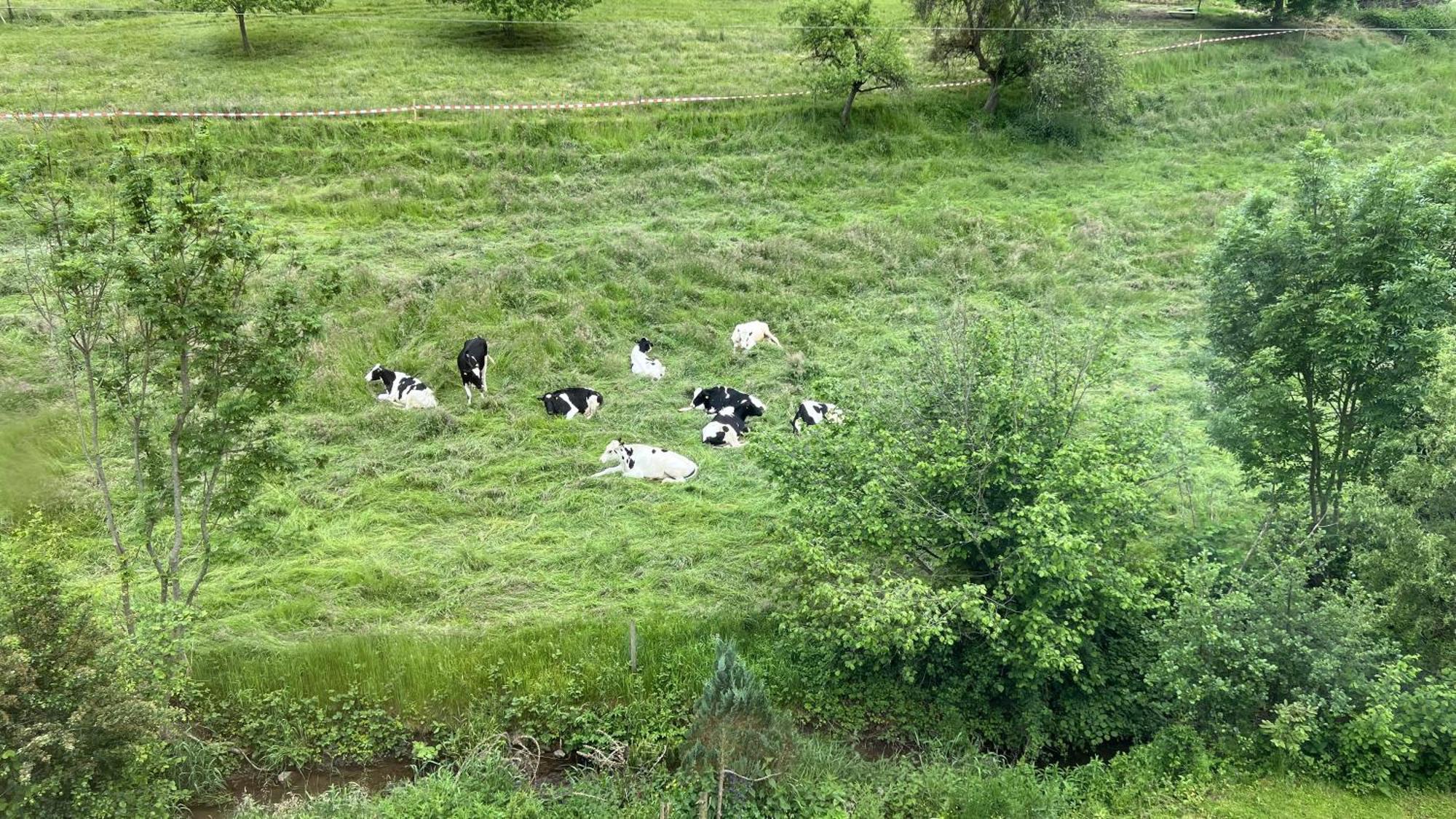 Traumhaftes Uebernachten Im Gruenen Freiamt Bagian luar foto